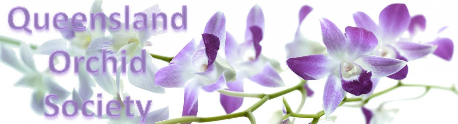Queensland Orchid Society