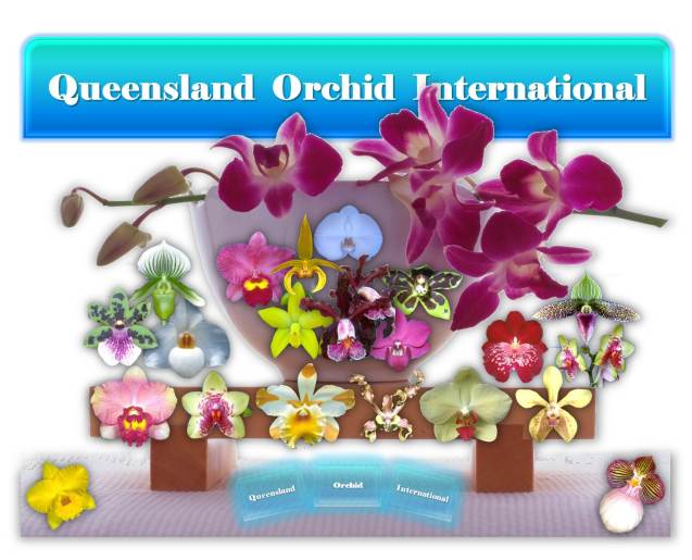 Queensland Orchid International Banner