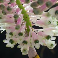 Native Orchids of Australia 🇦🇺
