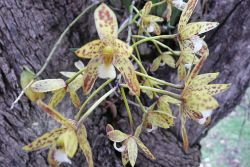 Queensland Orchids in Wikipedia