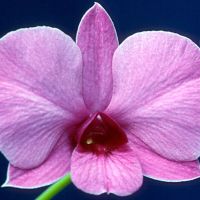 Cooktown Orchid (Vappodes phalaenopsis) ― Floral Emblem of Queensland, Australia 🇦🇺