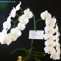 [Champion Phalaenopsis or Doritaenopsis Hybrid] Phal. Crystal Veil