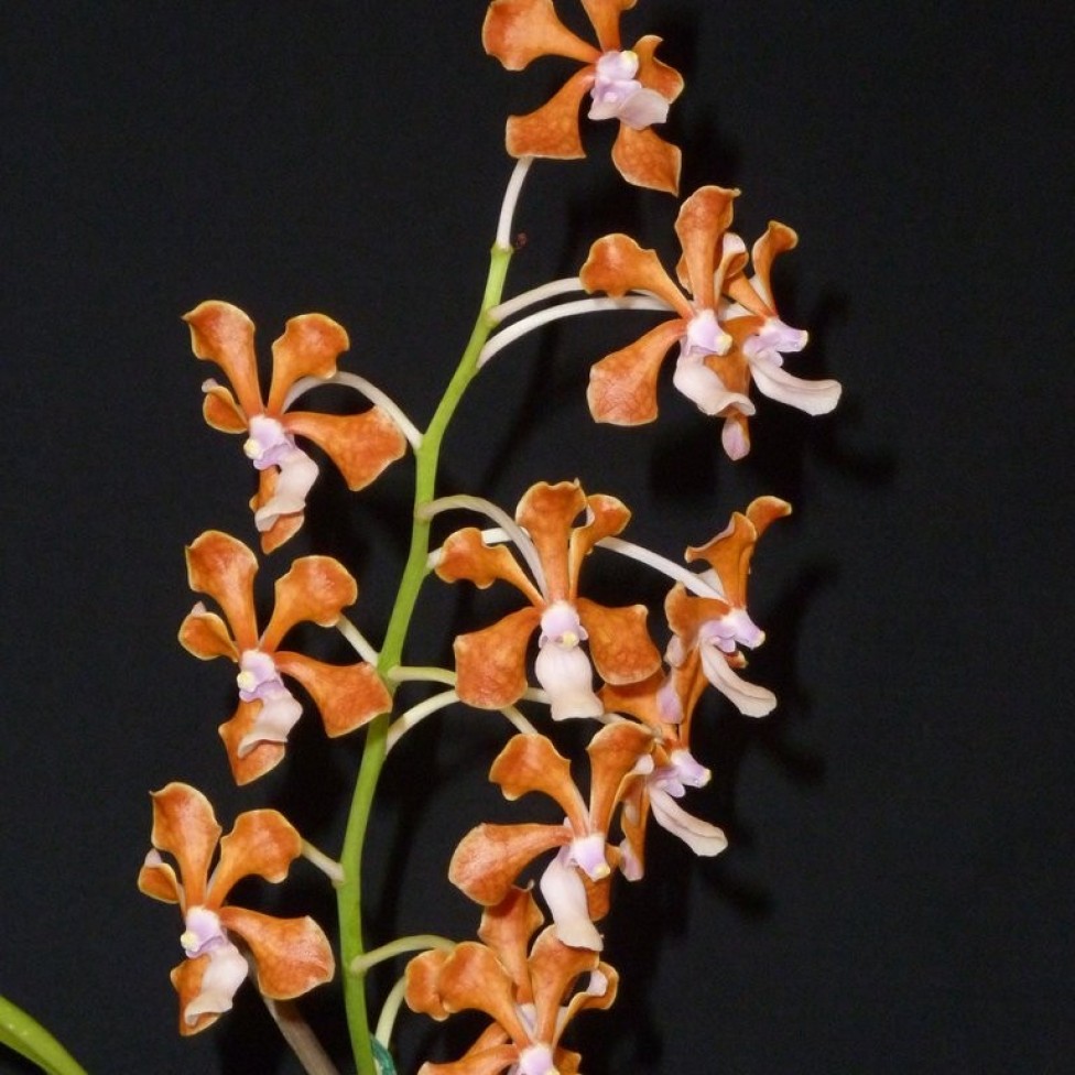 [Champion Species Orchid Exotic] V. perplexa by G Yong Gee