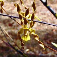 Queensland Orchid Species in Facebook