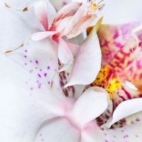 Orchid Mantis: Imitation and Disguise