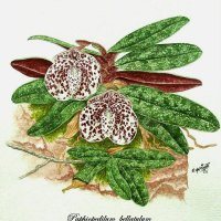 🎨 Superb Illustrations and Paintings of Paphiopedilum Shared in the Queensland Orchid Society Facebook Group