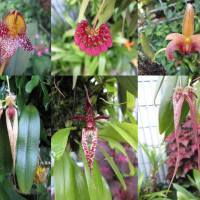 Unusually Beautiful Bulbophyllums Shared in the Queensland Orchid Society Facebook Page
