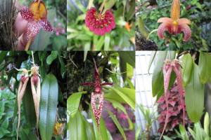Bulbophyllum Gallery