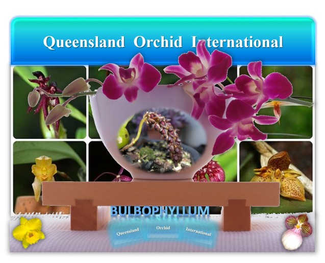 Queensland Orchid International Bulbophyllum