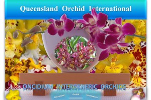 Queensland Orchid International Oncidium Intergeneric Orchids