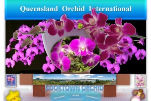 Queensland Orchid International Cooktown Orchid