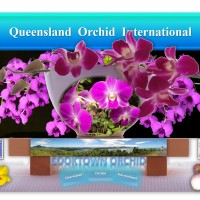 Cooktown Orchid (Dendrobium bigibbum, Dendrobium phalaenopsis, Vappodes phalaenopsis): Floral Emblem of Queensland, Australia 🇦🇺