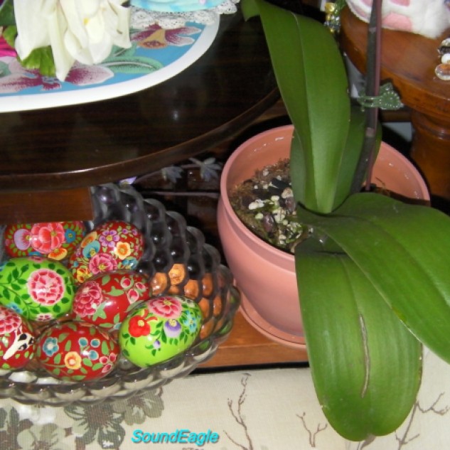 Queensland Orchid International Happy Easter (1)