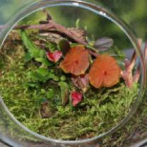 Lepanthes telipogoniflora grown in the glass orb (4)