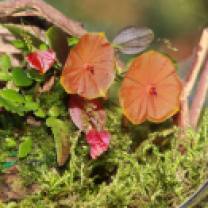 Lepanthes telipogoniflora grown in the glass orb (7)