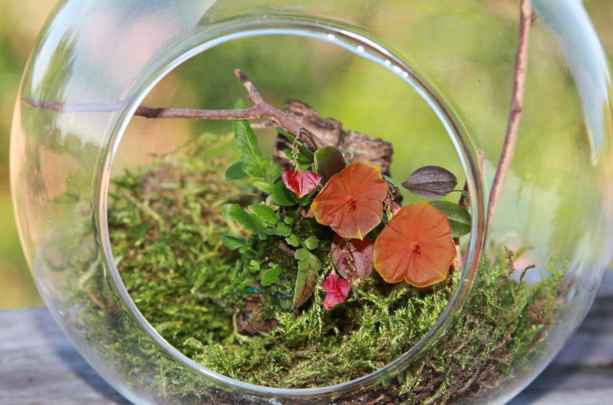 Lepanthes telipogoniflora grown in the glass orb (8)