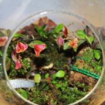 Three Lepanthes Orchids Grown in Glass Orb (1)