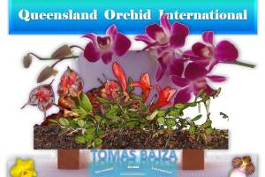 Tomas Bajza at Queensland Orchid International
