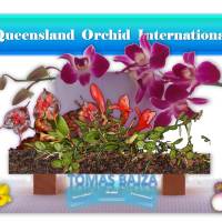Tomas Bajza and His Exotic Miniature Orchids ❀🔅✾