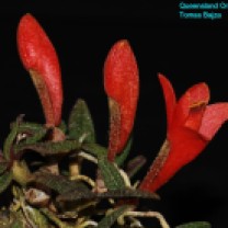 Dendrobium cuthbertsonii (1)