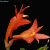 Dendrobium subacaule (1)