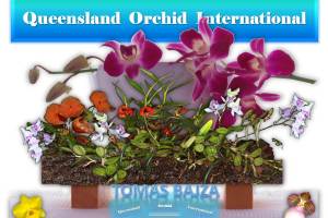 Tomas Bajza at Queensland Orchid International (2)