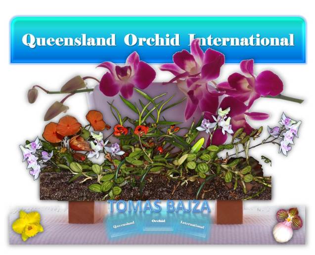Tomas Bajza at Queensland Orchid International (2)