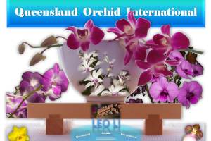 Leo Li at Queensland Orchid International