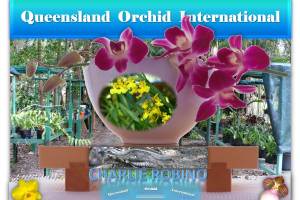 Charlie Robino at Queensland Orchid International