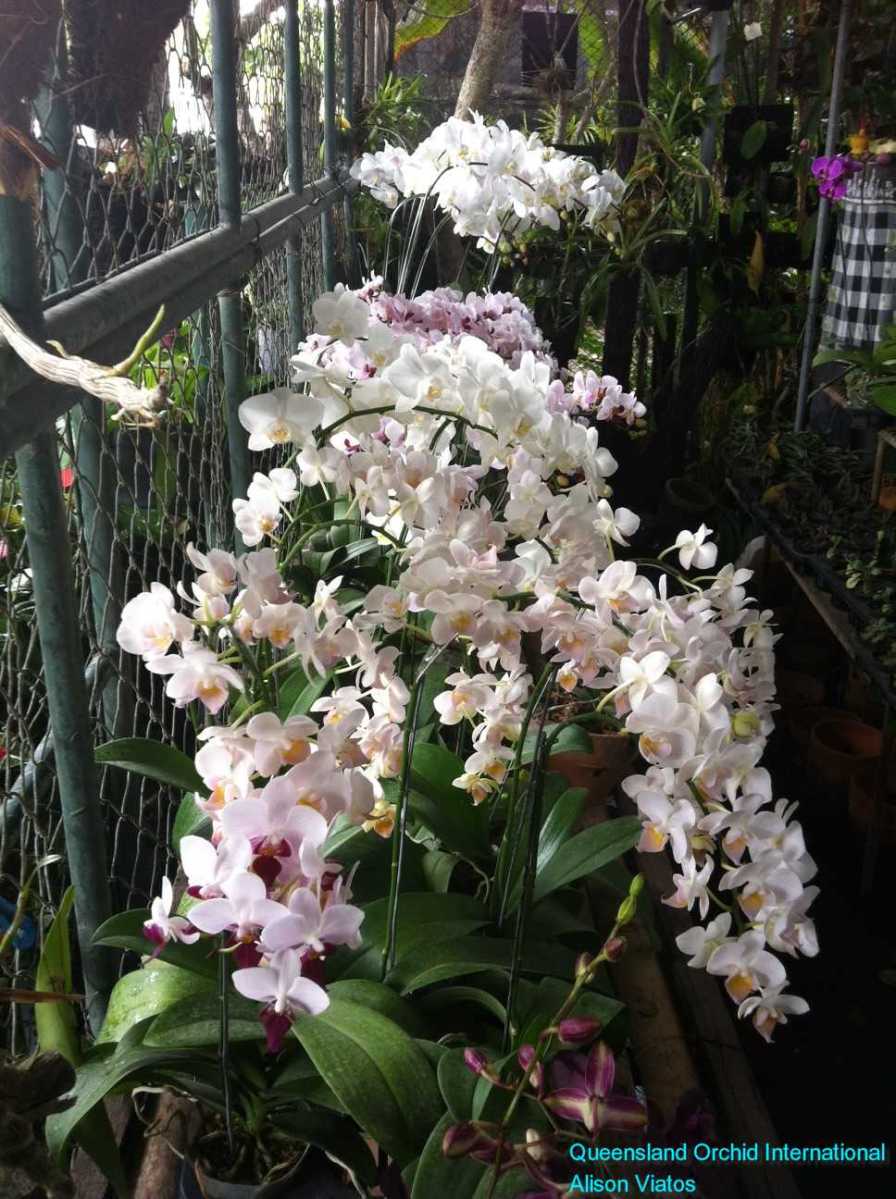 Orchid Nursery at Sanur, Bali (24)