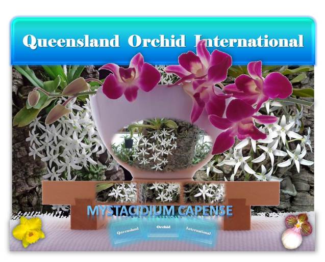 Queensland Orchid International Mystacidium capense