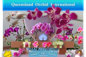Queensland Orchid International Phalaenopsis