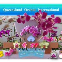 Phalaenopsis: Novice's Orchid, Mother's Day Gift and woodlandgnome's House Plant ✾💃🎁🏡