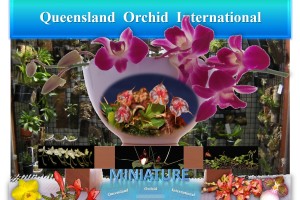 Queensland Orchid International Miniature