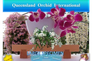 Queensland Orchid International Large Specimen